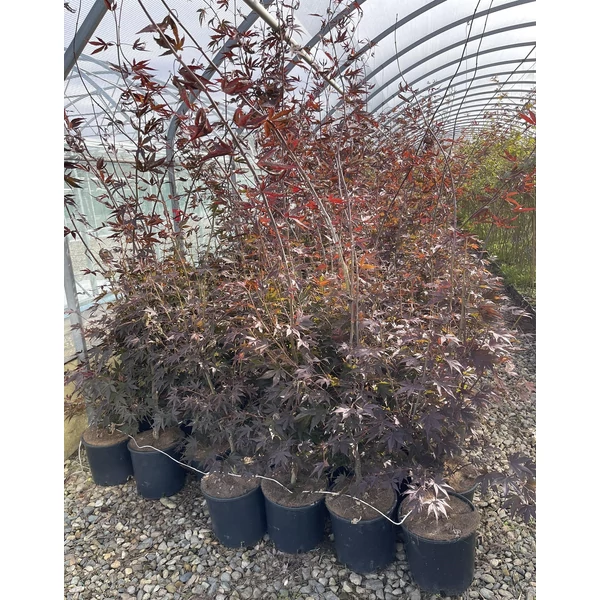 Japán juhar ACER PALMATUM BLOODGOOD 100/+ K18