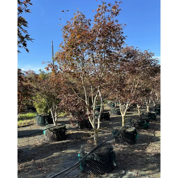 Japán juhar ACER PALMATUM FIREGLOW 350/+ K160