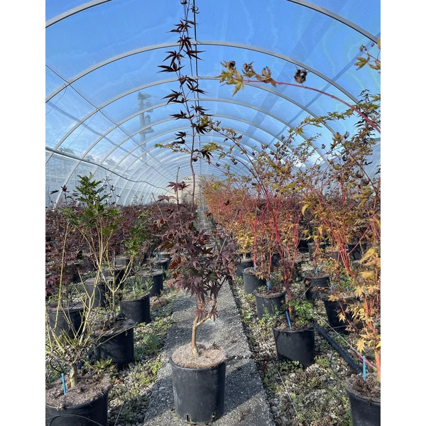 Japán juharACER PALMATUM FIREGLOW 40/50 K5