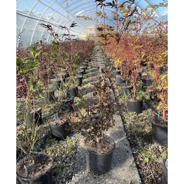 Japán juharACER PALMATUM SKEETER'S BROOM 40/60 K5