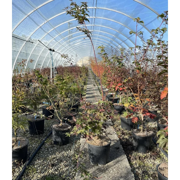 Japán juharACER PALMATUM DESHOJO 40/60 K5