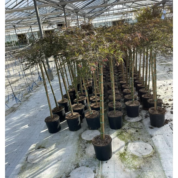 Szeldelt levelű japán juhar ACER PALMATUM DISSECTUM INABA-SHIDARE T80 K5