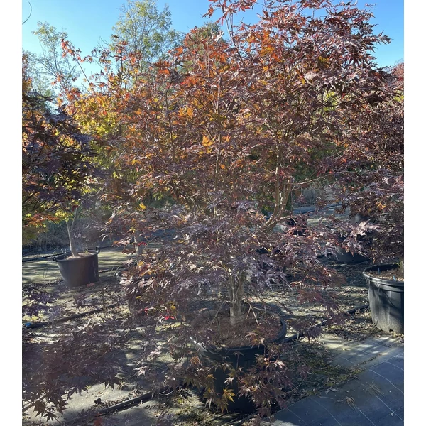 Japán juhar ACER PALMATUM FIREGLOW 120/+ EXTRA K50 