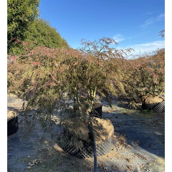Szeldelt levelű japán juhar ACER PALMATUM DISSECTUM INABA-SHIDARE 130/+ EXTRA K160
