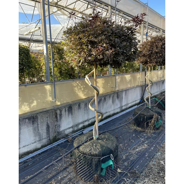 Japán juhar  ACER PALMATUM SKEETER'S BROOM CSAVART TÖRZS K160