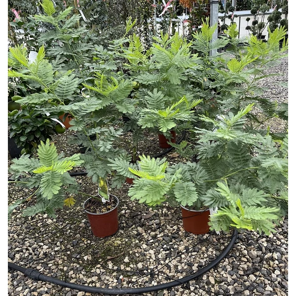 Acacia ACACIA DECURRENS GAULOIS 150/200 K5