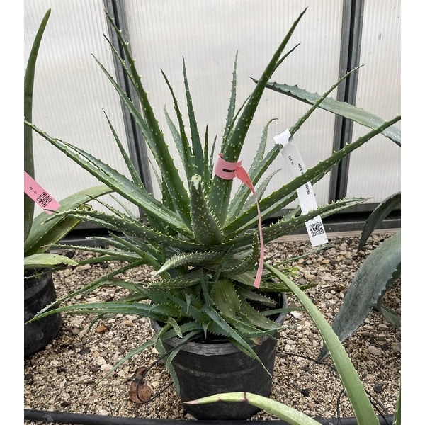 Aloe vera ALOE ARBORESCENS K10
