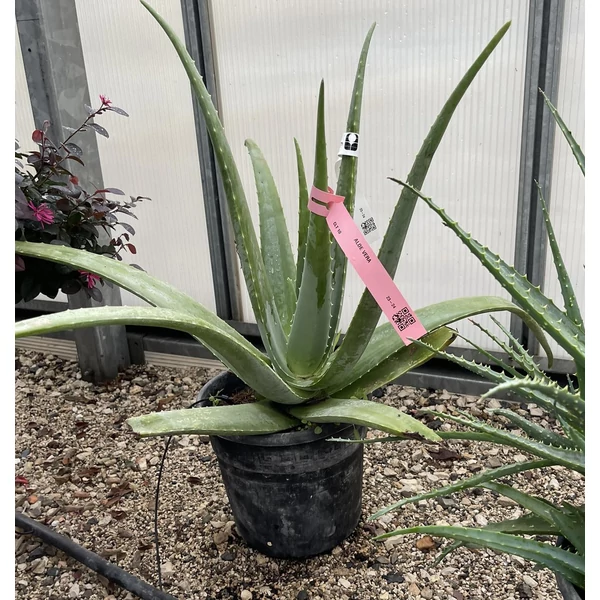 ALOE VERA K10
