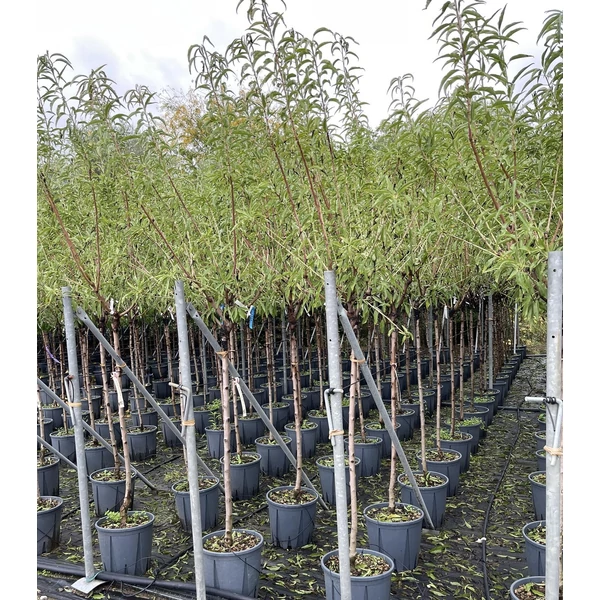 Mandula PRUNUS AMYGDALUS FAJTÁK T1/2 K15