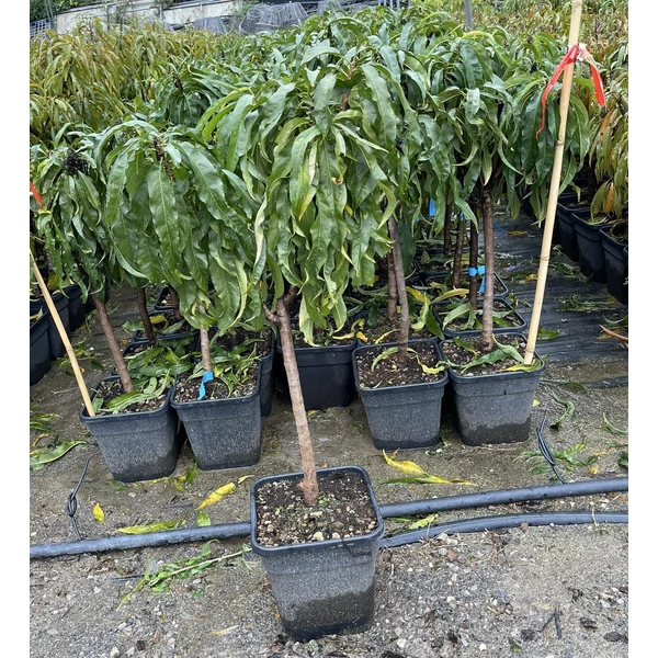 Amber őszibarack PRUNUS PERSICA AMBER T1/4 K11
