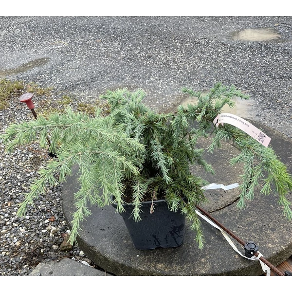 Kék terülő himalájai cédrus CEDRUS DEODARA FEELIN BLUE 40/+ K11