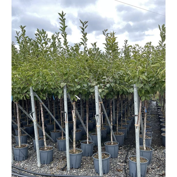 Cseresznye PRUNUS AVIUM FAJTÁK T1/2 K15