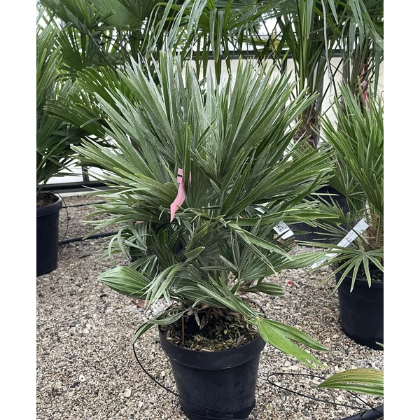 Törpe lószőrpálmaCHAMAEROPS HUMILIS COMPACTA K7/10