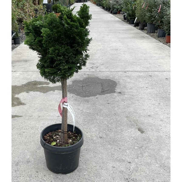 Hinoki hamisciprus   CHAMAECYPARIS OBTUSA NANA GRACILIS T1/4 K7/10