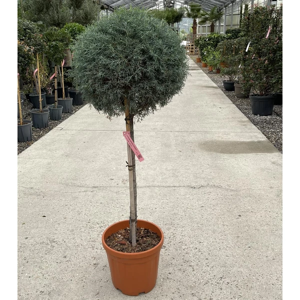 Oszlopos, kék arizoniai ciprus CUPRESSUS ARIZONICA FASTIGIATA T1/2 40/50 GÖMB K18/25