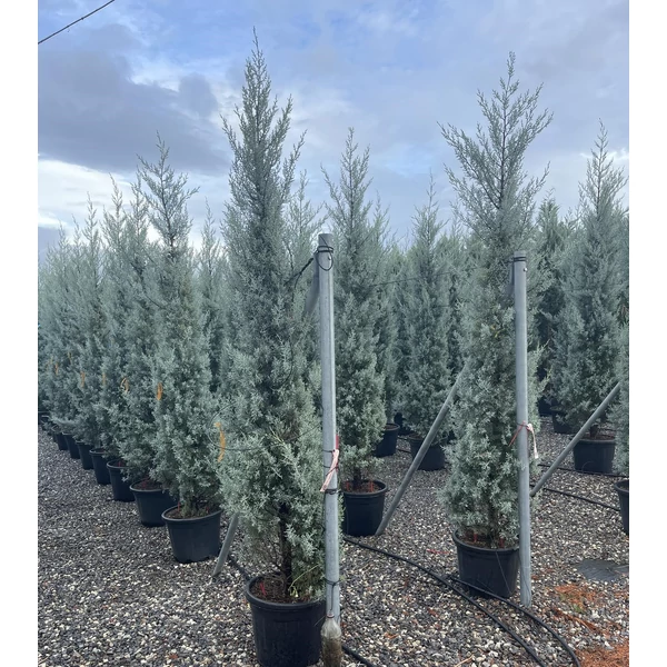 Oszlopos, kék arizoniai ciprus CUPRESSUS ARIZONICA FASTIGIATA 200/250 K30/35