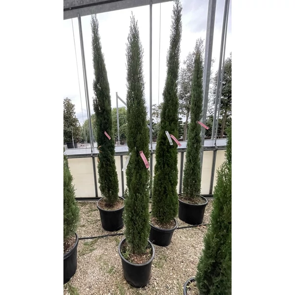 Európai ciprus  CUPRESSUS SEMPERVIRENS TOTEM 175/200 K18/25
