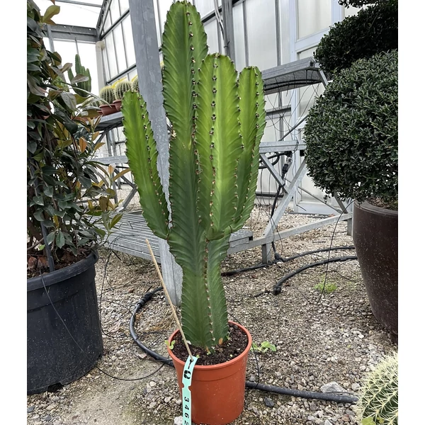 Kutyatej EUPHORBIA INGENS 60/80 K10