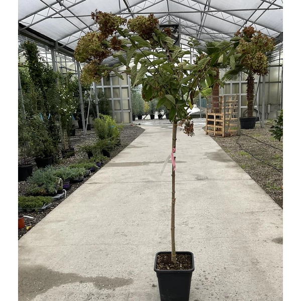 Bugás hortenzia  HYDRANGEA PANICULATA GRANDIFLORA T1/2 K14