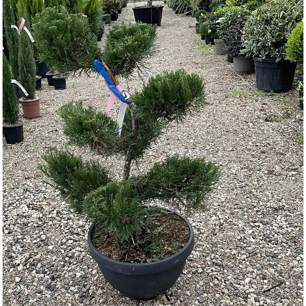 Terülő borókaJUNIPERUS MEDIA MINT JULEP BONSAI 80/100 LAPOS TÁLBAN CS40