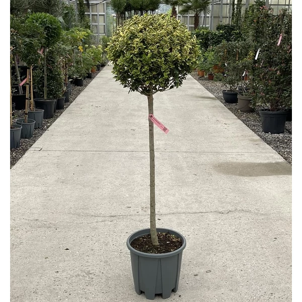 Aranytarka télizöld fagyalLIGUSTRUM OVALIFOLIUM AUREUM T1/2 40/50 K18