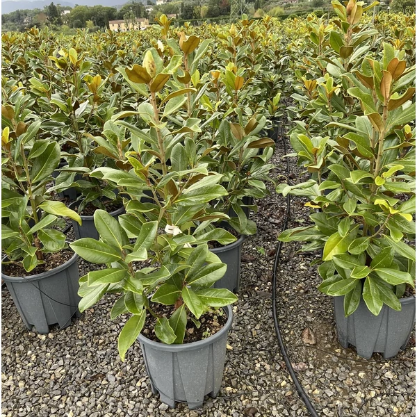 Örökzöld liliomfa   MAGNOLIA GRANDIFLORA GALLISONIENSIS PRAECOX 100/125 K18