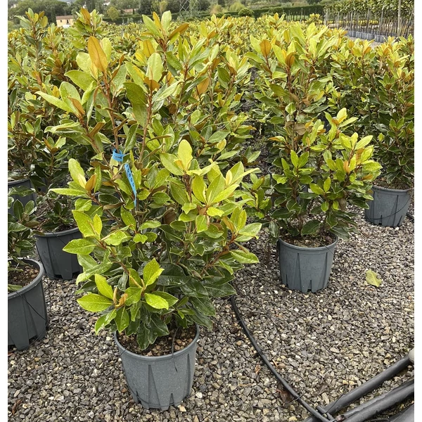 Örökzöld liliomfa  MAGNOLIA GRANDIFLORA LITTLE GEM EXTRA K18