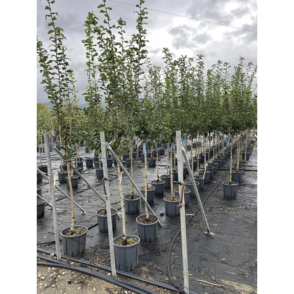 naspolya MESPILUS GERMANICA T1/2 K15