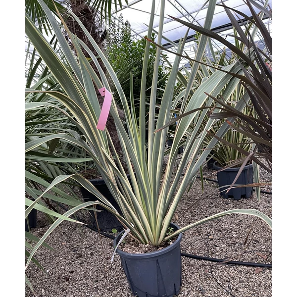 Vászonfű  PHORMIUM TENAX VARIEGATUM 80/100 K15
