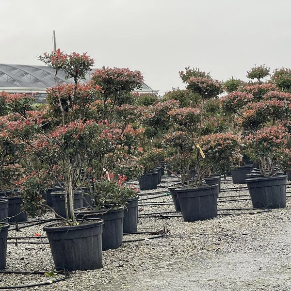 Örökzöld korallberkenye   PHOTINIA FRASERI NANA POM-PON 140/160 K70