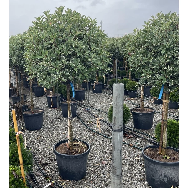 Örökzöld korallberkenyePHOTINIA FRASERI PINK MARBLE T1/2 10/12 70/80 K35