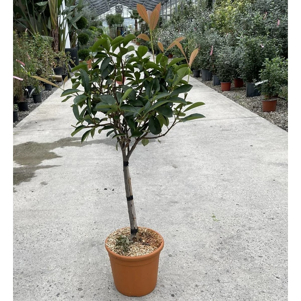 Örökzöld korallberkenyePHOTINIA FRASERI RED ROBIN T1/4 K7