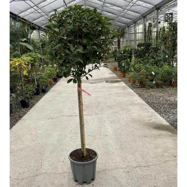 Örökzöld korallberkenye PHOTINIA FRASERI RED ROBIN T1/2 50/60 K18