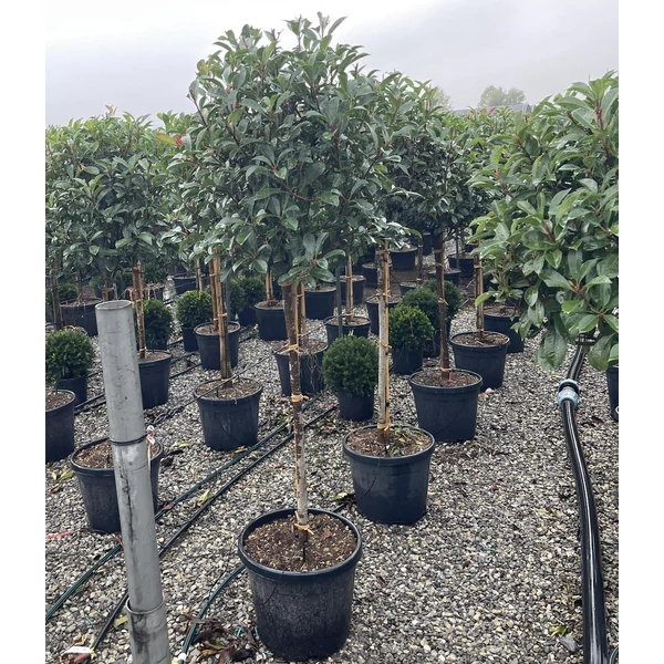 Örökzöld korallberkenyePHOTINIA FRASERI RED ROBIN T1/2 8/10 60/70 K35