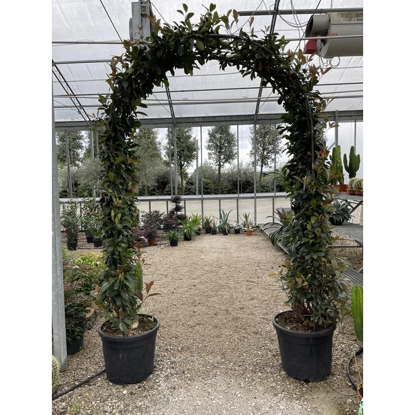 Örökzöld korallberkenyePHOTINIA FRASERI RED ROBIN KAPU 250x150 K55