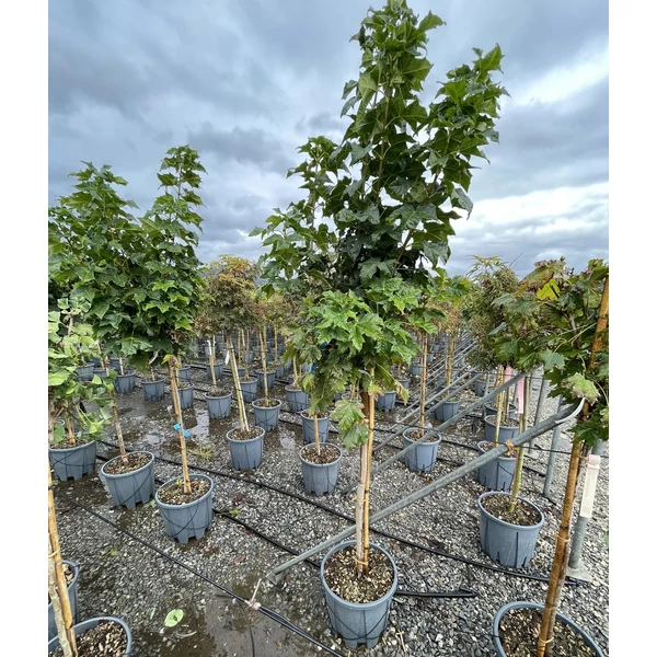 Gömbjuhar    ACER PLATANOIDES GLOBOSUM T1/2 K18