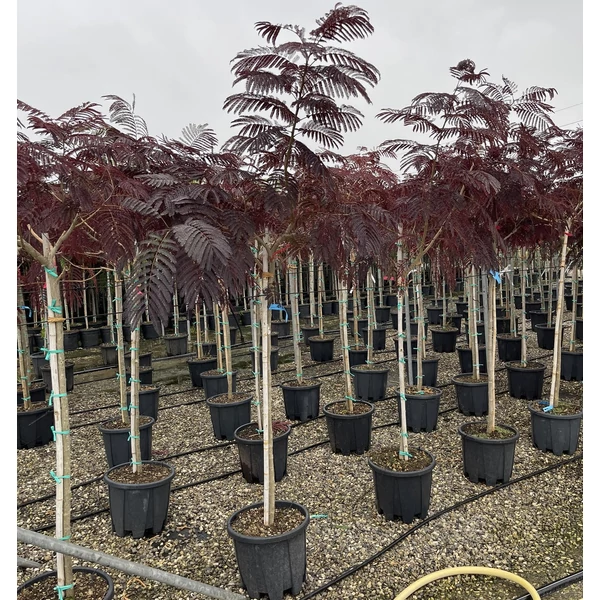 Selyemakác  ALBIZIA JULIBRISSIN SUMMER CHOCOLATE T1/2 6/8 K18