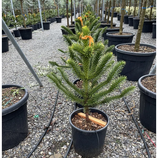 Chilei fenyő  ARAUCARIA ARAUCANA 60/70 K25