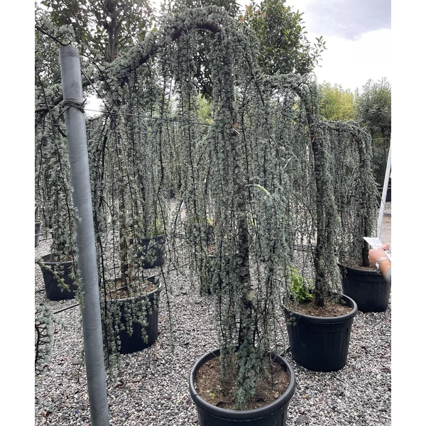 Kék csüngő atlasz cédrus CEDRUS ATLANTICA GLAUCA PENDULA 250/300 K70/90