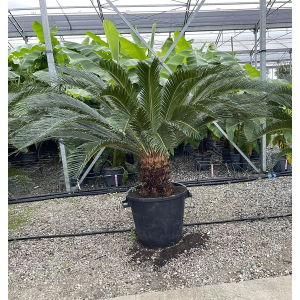 Szágópálma CYCAS REVOLUTA TR30/40 K50