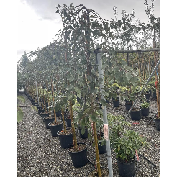 Díszalma MALUS SCHEIDECKERI RED JADE T200 8/10 K25