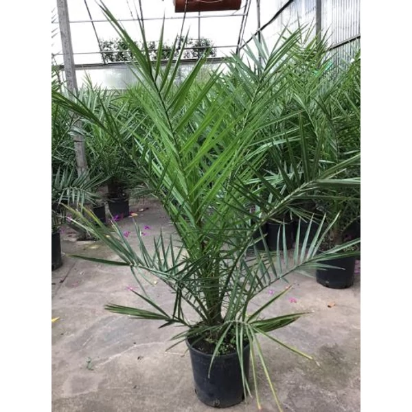 DatolyapálmaPHOENIX CANARIENSIS K3