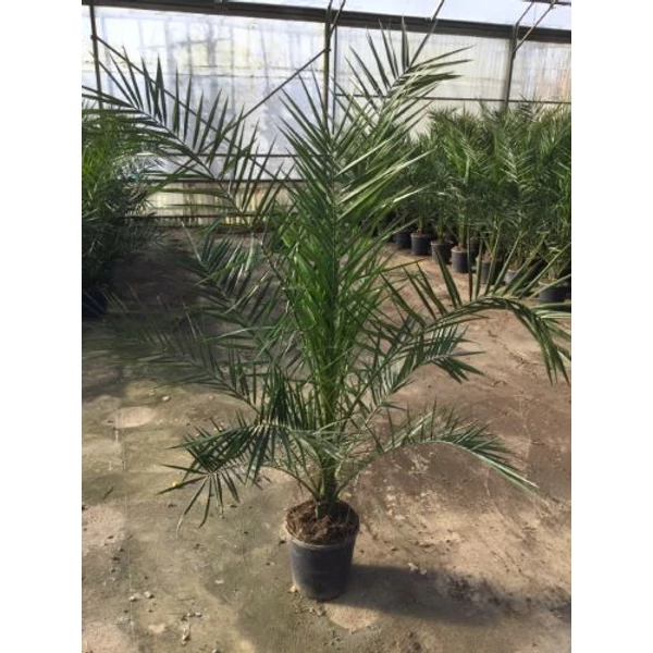 Datolyapálma PHOENIX CANARIENSIS K7