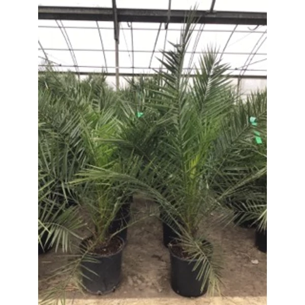 DatolyapálmaPHOENIX CANARIENSIS K12