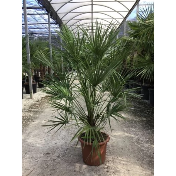 Törpe lószőrpálma CHAMAEROPS HUMILIS COMPACTA K12