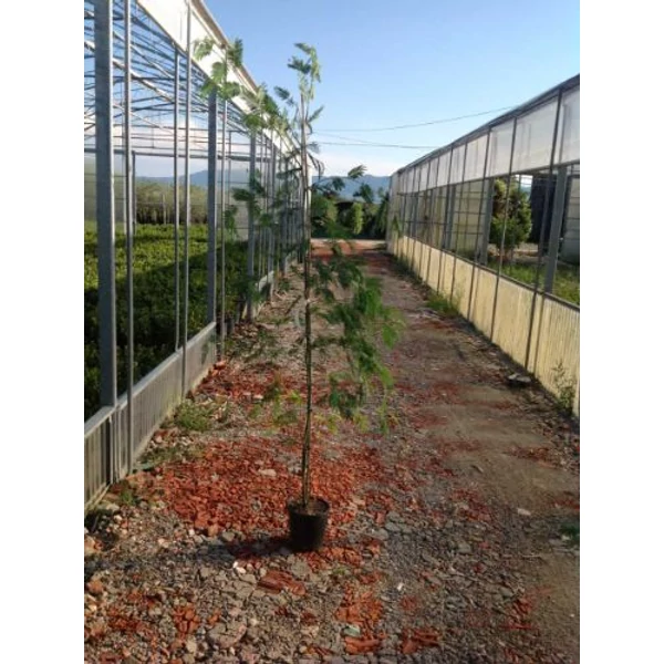 Acacia ACACIA MIMOSA DEALBATA K5