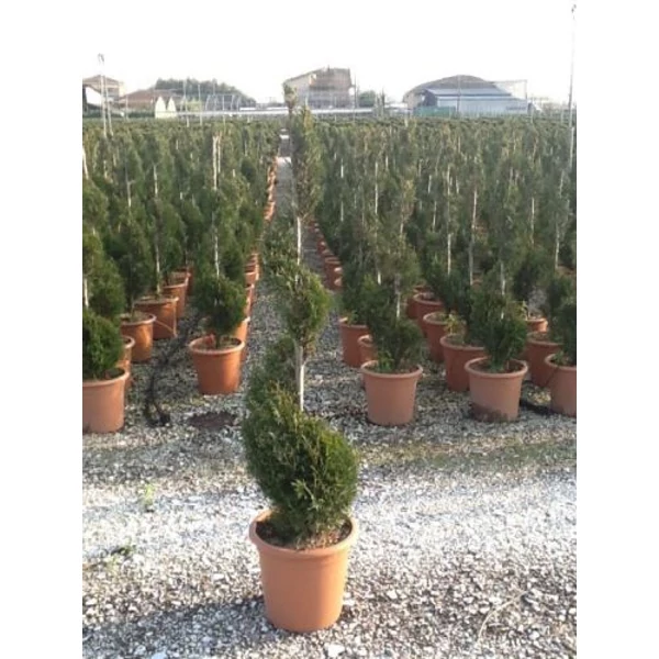 Leyland ciprus   CUPRESSOCYPARIS LEYLANDII PYRAMIDALIS SPIRÁL K14