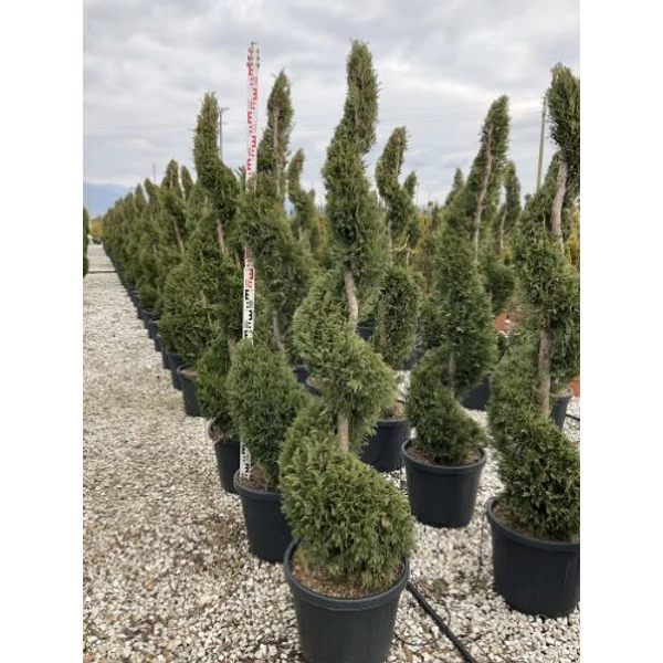 Leyland ciprus   CUPRESSOCYPARIS LEYLANDII SPIRÁL K55