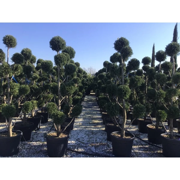 Leyland ciprus   CUPRESSOCYPARIS LEYLANDII POM-PON K55