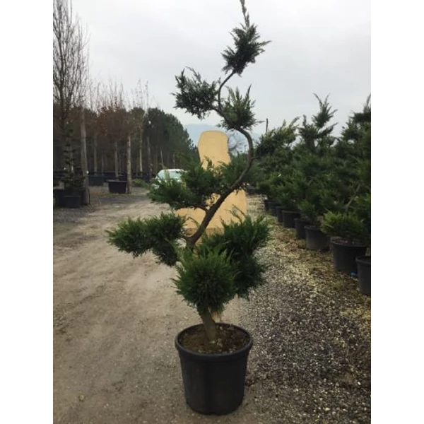 Leyland ciprus   CUPRESSOCYPARIS LEYLANDII BONSAI K55